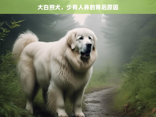 大白熊犬，少有人养的背后原因