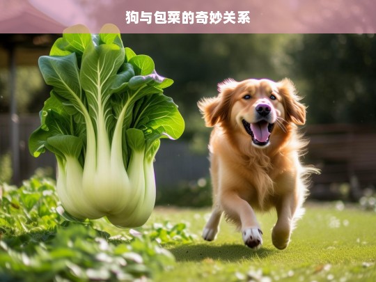 狗与包菜的奇妙关系