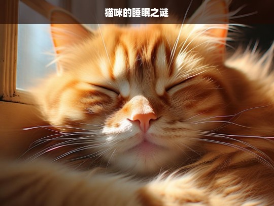 猫咪的睡眠之谜