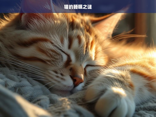 猫的睡眠之谜