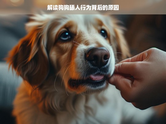 解读狗狗舔人行为背后的原因