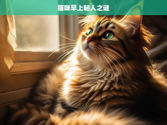 猫咪早上粘人之谜