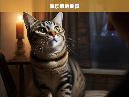 解读猫的叫声