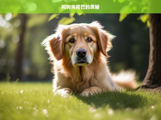 狗狗夹尾巴的奥秘