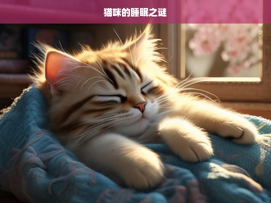 猫咪的睡眠之谜