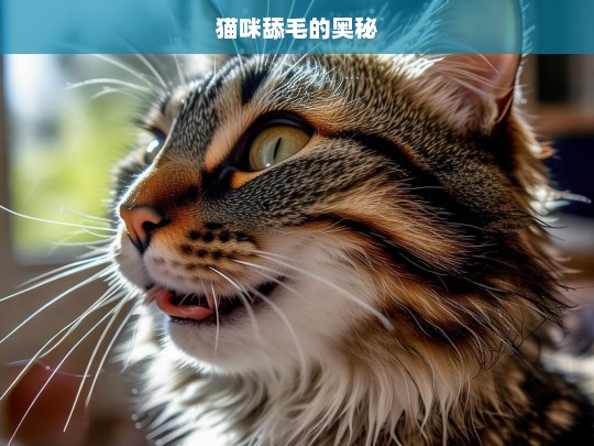 猫咪舔毛的奥秘