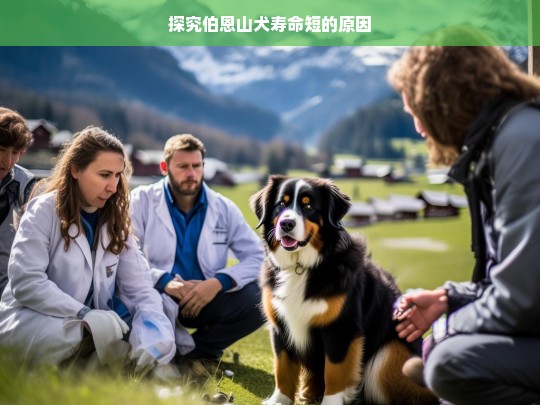 探究伯恩山犬寿命短的原因