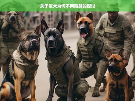 关于军犬为何不用藏獒的探讨