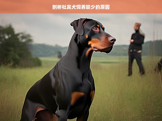 剖析杜宾犬饲养较少的原因