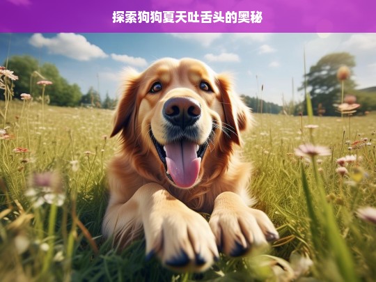 探索狗狗夏天吐舌头的奥秘