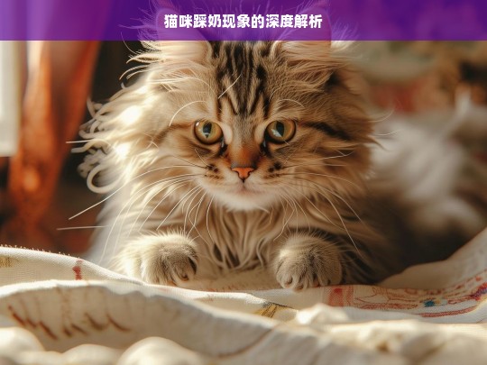 猫咪踩奶现象的深度解析