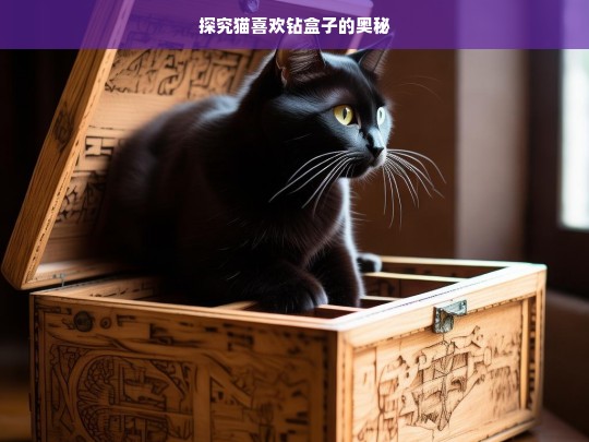 探究猫喜欢钻盒子的奥秘