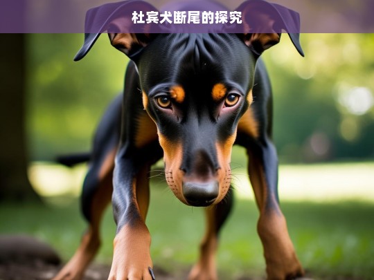 杜宾犬断尾的探究