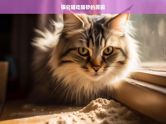 探究猫吃猫砂的原因