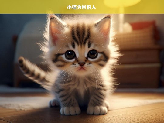 小猫为何怕人