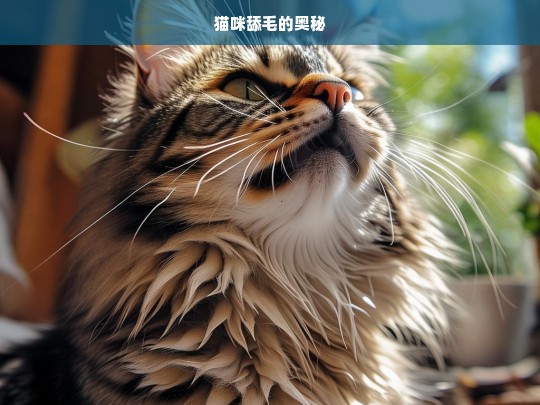 猫咪舔毛的奥秘