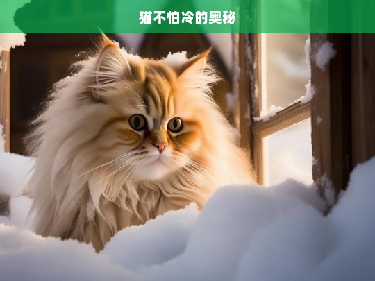 猫不怕冷的奥秘