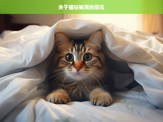 关于猫钻被窝的探究