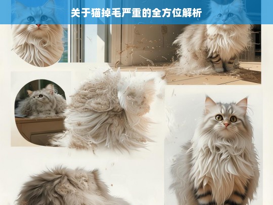 关于猫掉毛严重的全方位解析