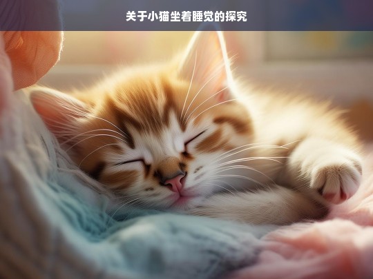 关于小猫坐着睡觉的探究