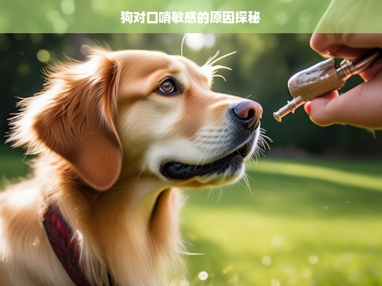 狗对口哨敏感的原因探秘