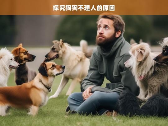 探究狗狗不理人的原因