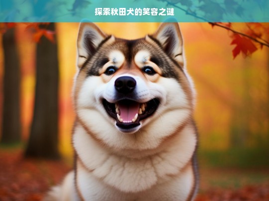 探索秋田犬的笑容之谜