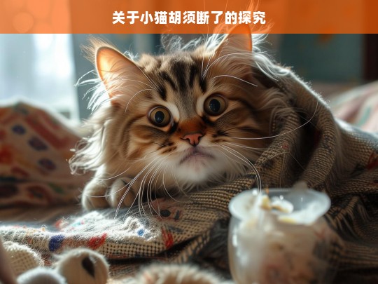 关于小猫胡须断了的探究