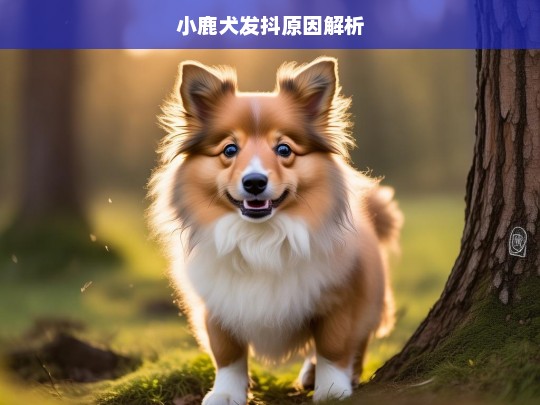 小鹿犬发抖原因解析