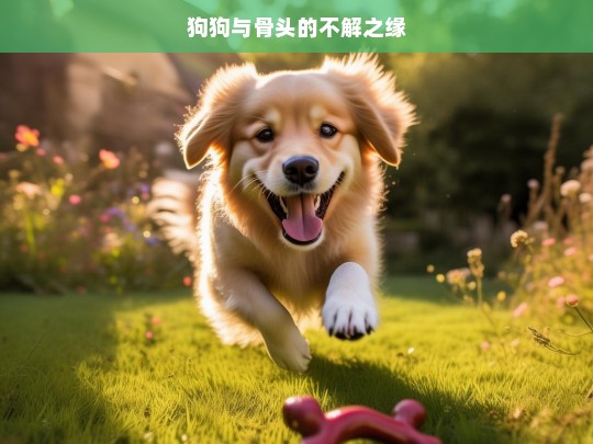 狗狗与骨头的不解之缘