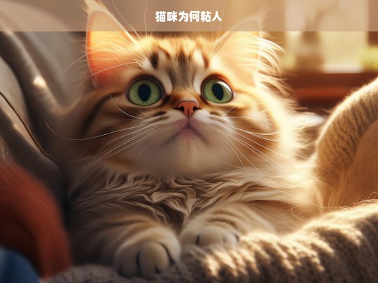 猫咪为何粘人