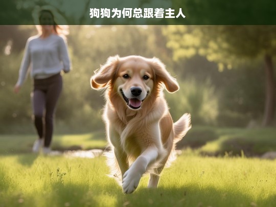 狗狗为何总跟着主人