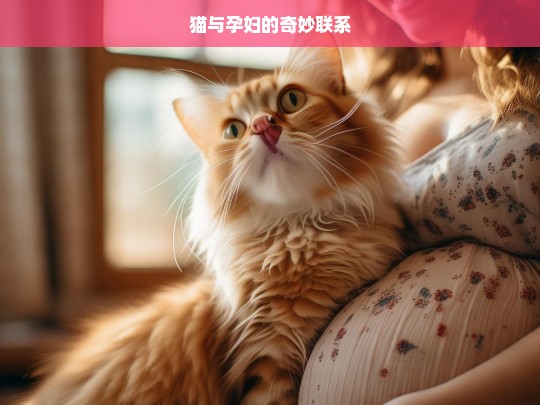 猫与孕妇的奇妙联系