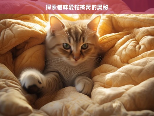 探索猫咪爱钻被窝的奥秘