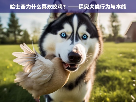 哈士奇为什么喜欢咬鸡？——探究犬类行为与本能