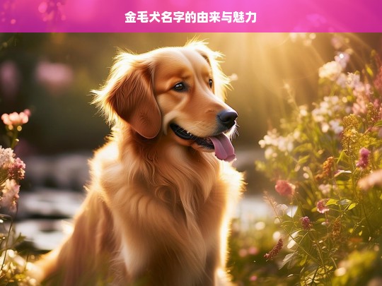 金毛犬名字的由来与魅力