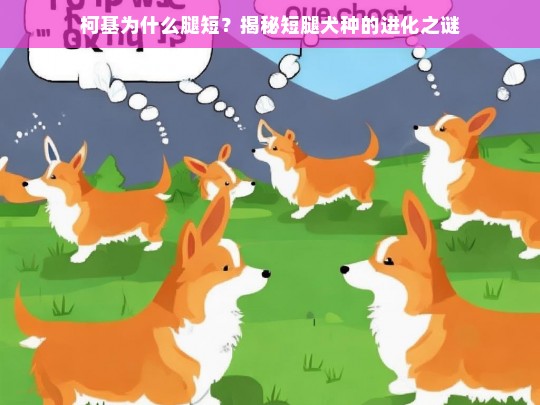 柯基为什么腿短？揭秘短腿犬种的进化之谜