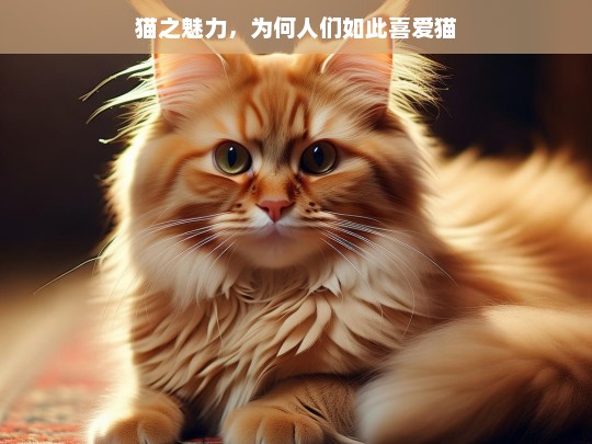 猫之魅力，为何人们如此喜爱猫