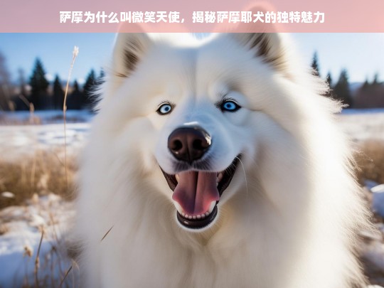 萨摩为什么叫微笑天使，揭秘萨摩耶犬的独特魅力