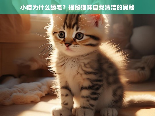 小猫为什么舔毛？揭秘猫咪自我清洁的奥秘