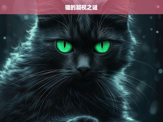 猫的凝视之谜