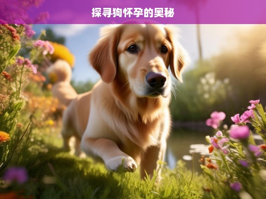 探寻狗怀孕的奥秘