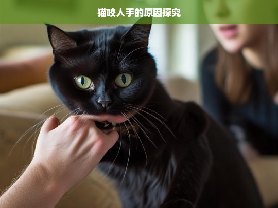 猫咬人手的原因探究