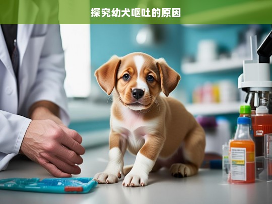 探究幼犬呕吐的原因