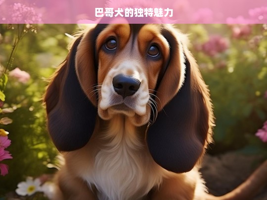 巴哥犬的独特魅力