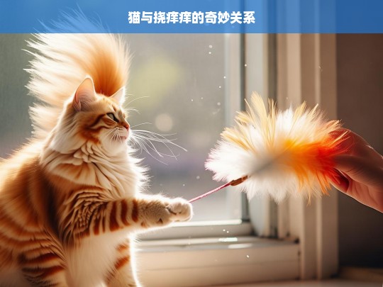 猫与挠痒痒的奇妙关系