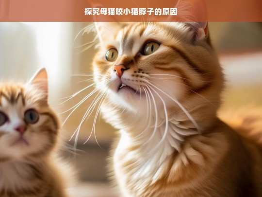 探究母猫咬小猫脖子的原因