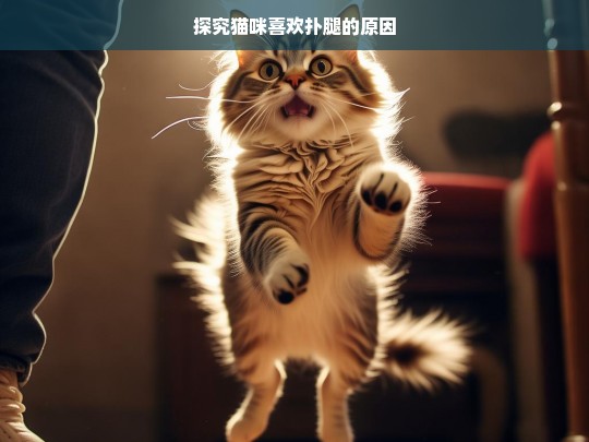 探究猫咪喜欢扑腿的原因