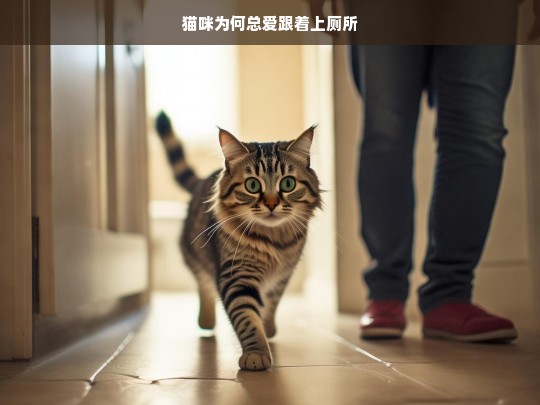 猫咪为何总爱跟着上厕所