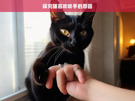 探究猫喜欢咬手的原因